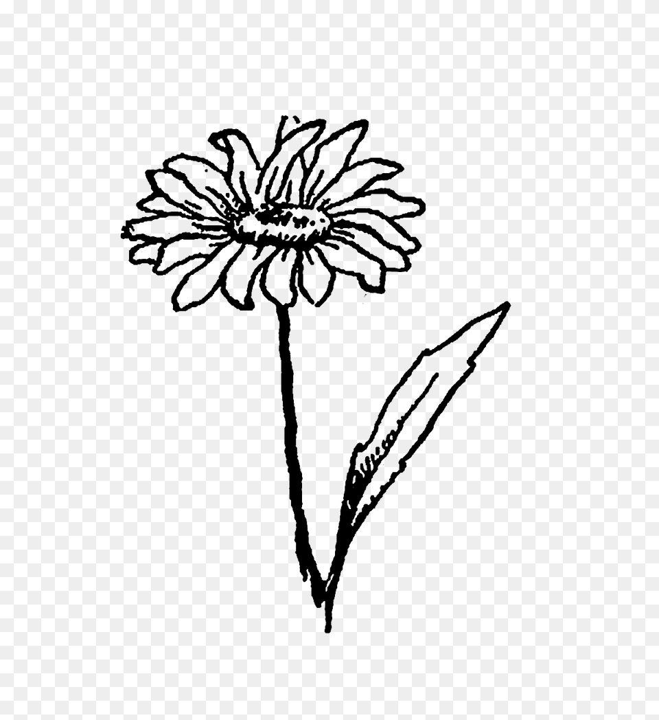 Digital Stamp Design Digital Wildflower Daisy Clover, Flower, Plant, Silhouette, Art Free Png Download