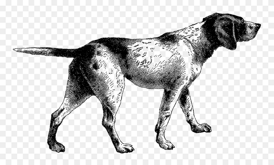 Digital Stamp Design Pointer Dog Digital Vintage Clip Art Animal, Silhouette, Canine, Mammal, Pet Free Transparent Png
