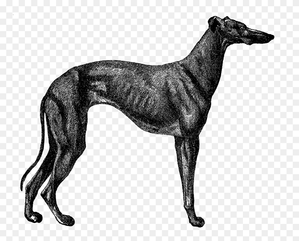 Digital Stamp Design Printable Dog Breed Clip Art Greyhound, Silhouette, Person Free Transparent Png