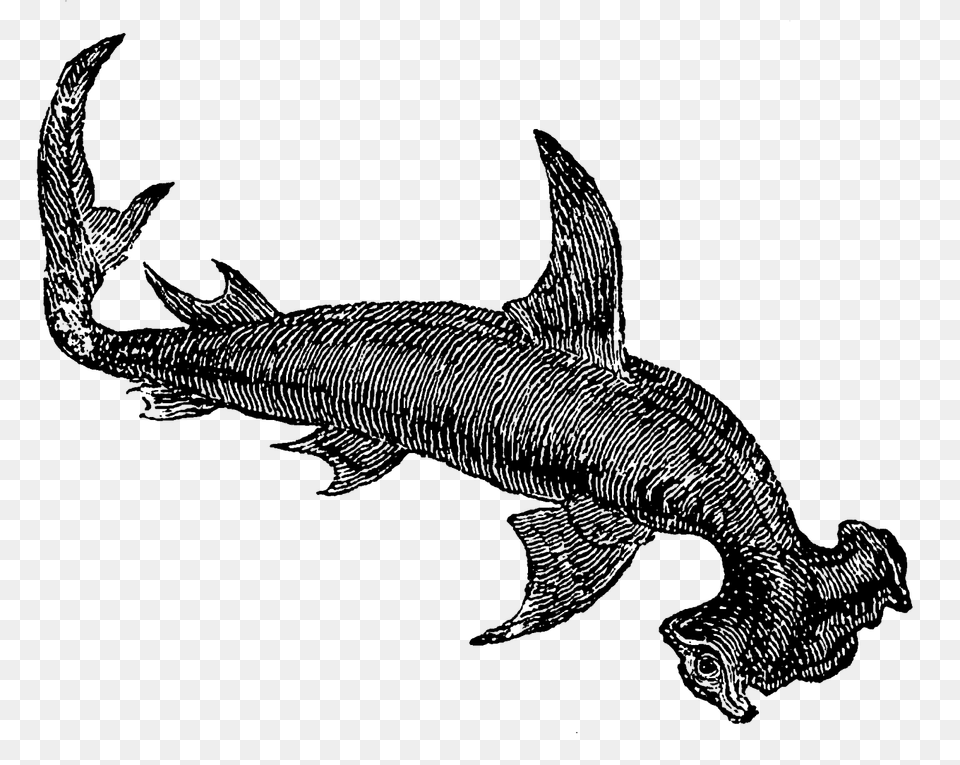 Digital Stamp Design Stock Antique Digital Shark Sea Life Clip, Animal, Sea Life, Fish, Person Free Transparent Png