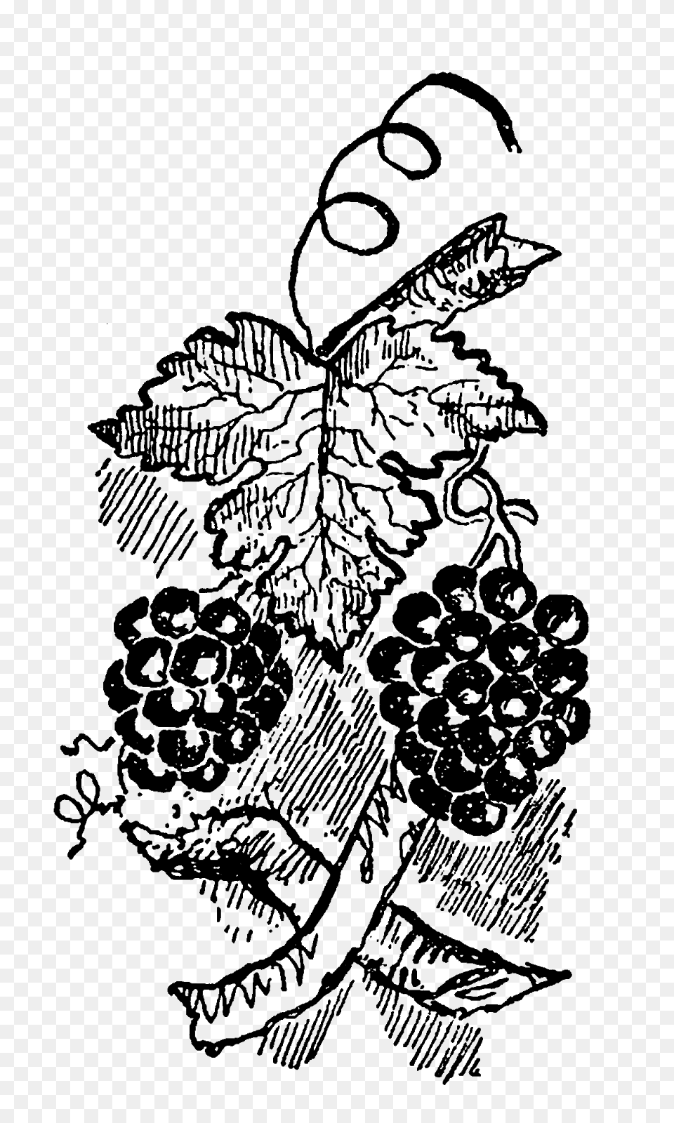 Digital Stamp Design Stock Grapes Fruit Digital Images Crafting, Silhouette, Person, Outdoors Png