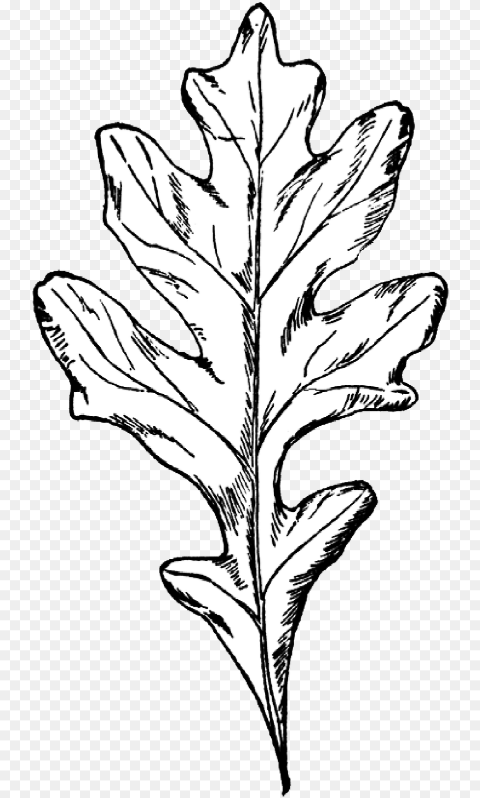 Digital Stamp Oak Leaf Black And White Oak Leaf, Plant, Person, Art, Drawing Png Image