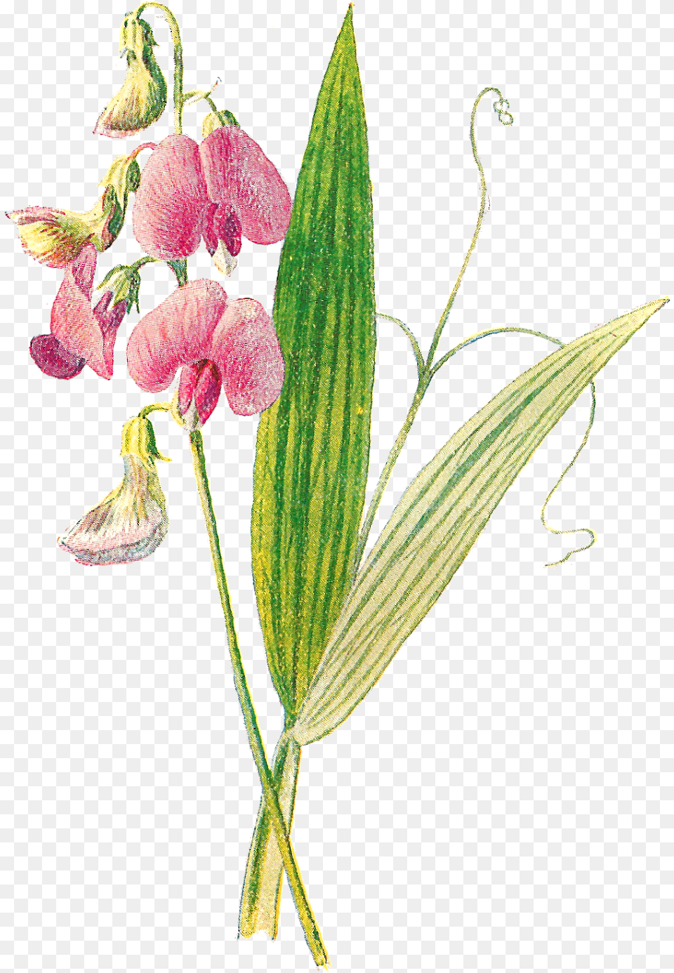 Digital Wildflower Clip Art Pogonia Ophioglossoides, Acanthaceae, Flower, Petal, Plant Free Png