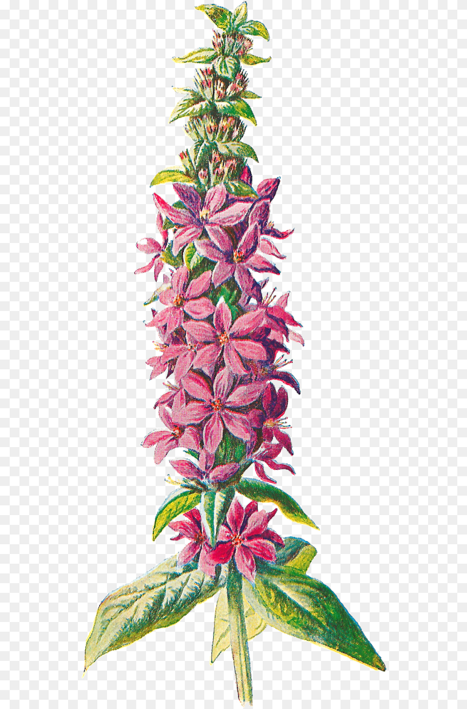 Digital Wildflower Downloads Pink Transparent Wildflower, Acanthaceae, Flower, Grass, Plant Png