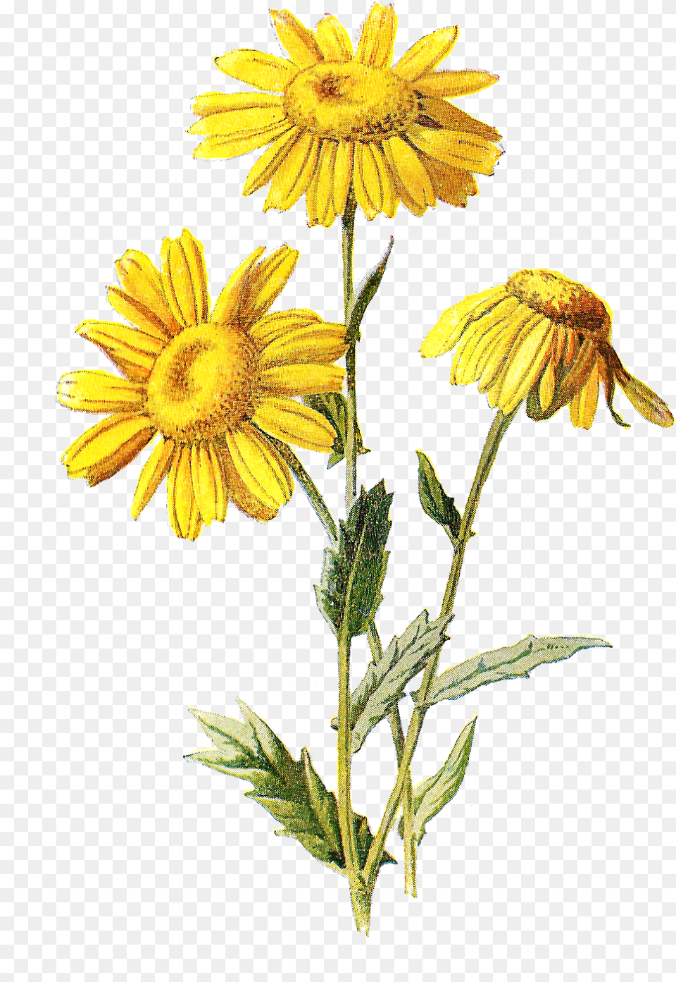 Digital Wildflower Downloads Wildflower Drawing Flower, Daisy, Plant, Sunflower, Petal Free Png Download