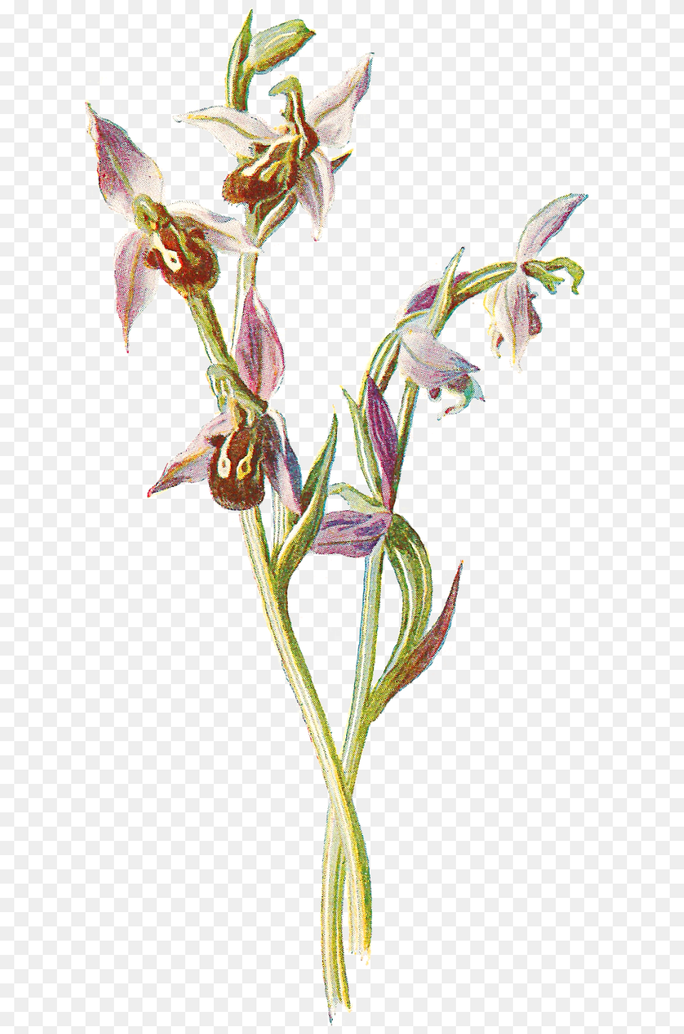 Digital Wildflower Orchids, Flower, Plant, Orchid, Acanthaceae Free Png Download