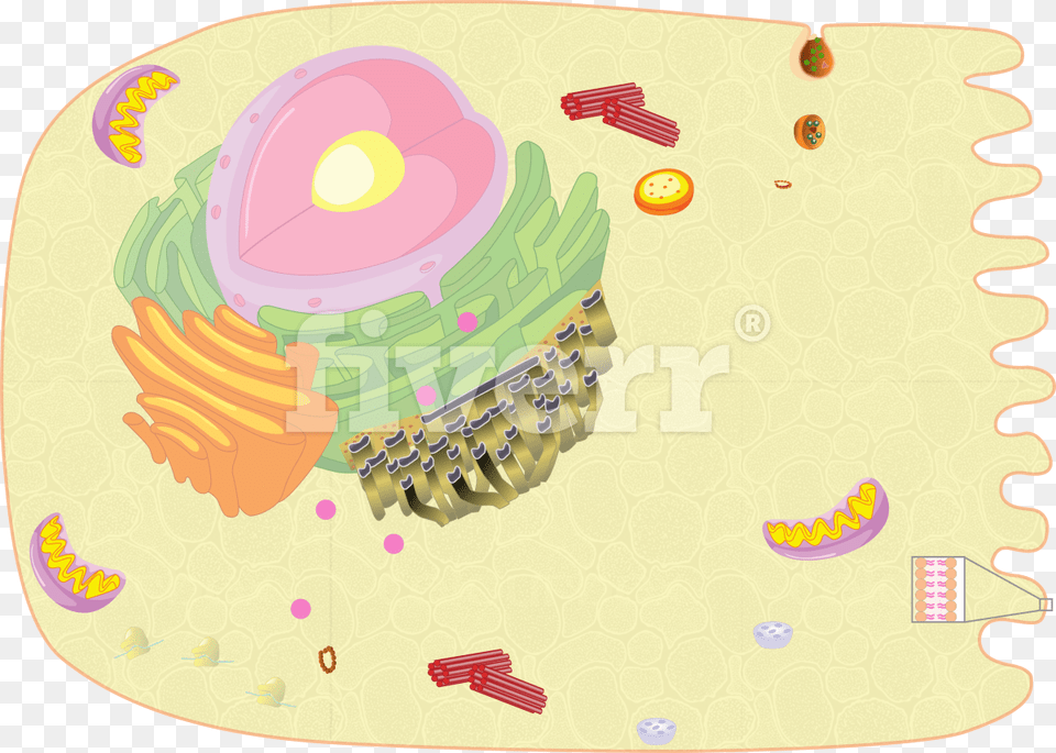 Digitally Draw Anatomy Diagrams And Medical Illustrations Illustration Png