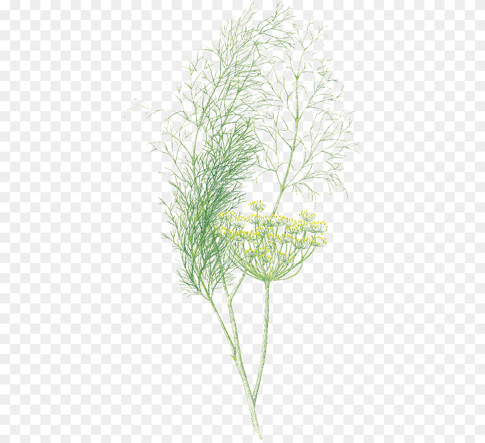 Dill Grass, Food, Plant, Seasoning Free Transparent Png