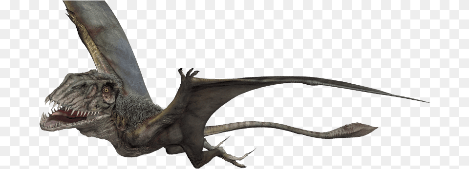 Dimorphodon Pteranodon Jurassic World, Animal, Lizard, Reptile Png