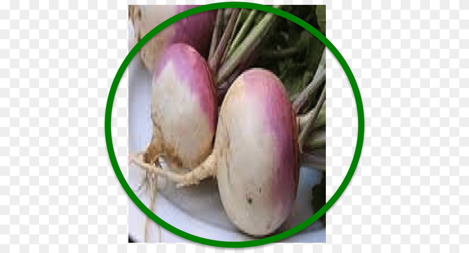 Ding Ding Ding Turnip, Food, Produce, Plant, Rutabaga Png Image