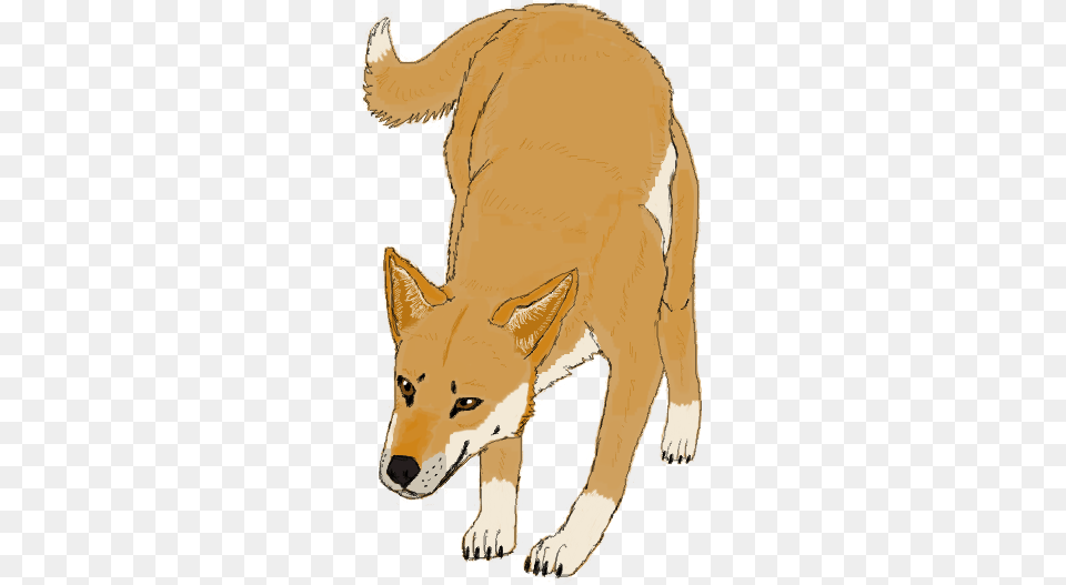 Dingo, Animal, Coyote, Mammal, Person Png