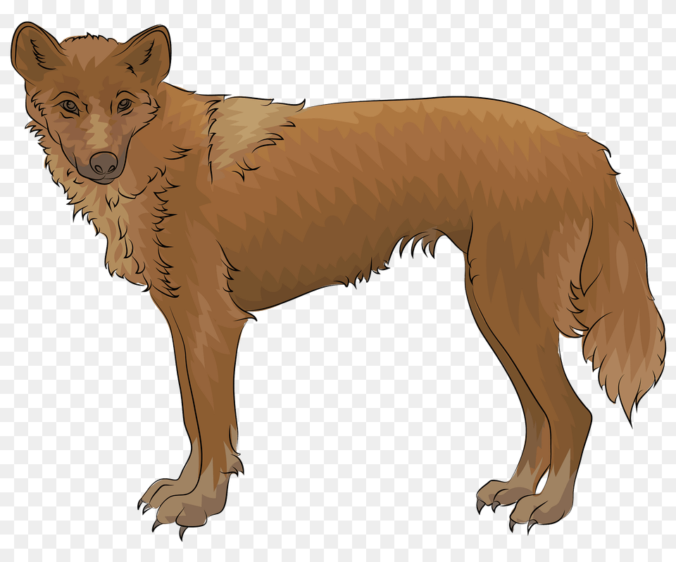 Dingo Clipart, Animal, Canine, Coyote, Mammal Free Png