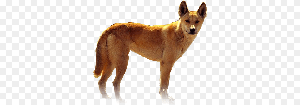 Dingo Doge Dingo Transparent, Animal, White Dog, Pet, Mammal Free Png Download