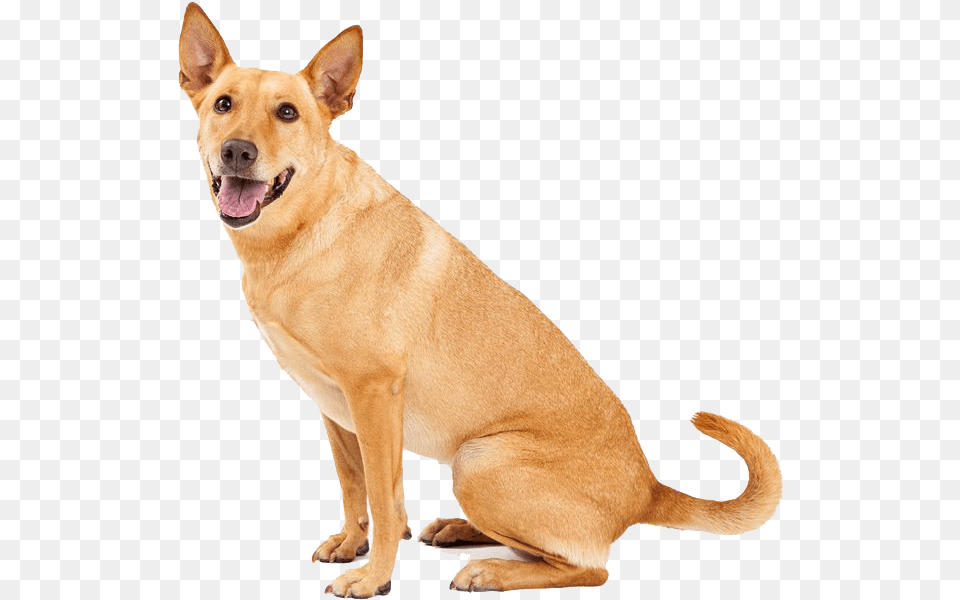 Dingo Sitting Carolina Dogs, Animal, Canine, Dog, Mammal Png Image