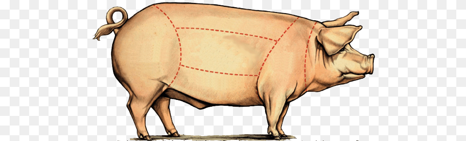 Dining Chicago Bringing On The Big Pig Big Pig, Animal, Hog, Mammal, Adult Free Png Download