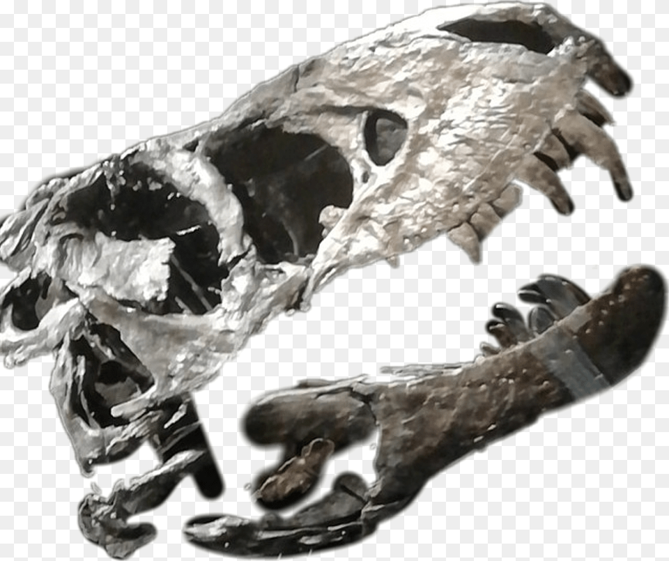 Dino Dinosaur Bones Dinobones Dinosaurbones Topos, Person Png