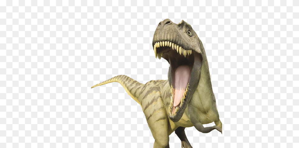 Dinosaur, Animal, Reptile, T-rex Free Png