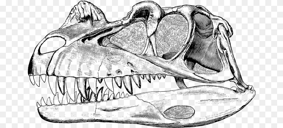 Dinosaur Bone Sketch, Gray Free Png