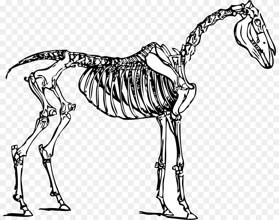 Dinosaur Bones Clipart Horse Skeleton Clipart, Animal, Mammal, Art, Drawing Png