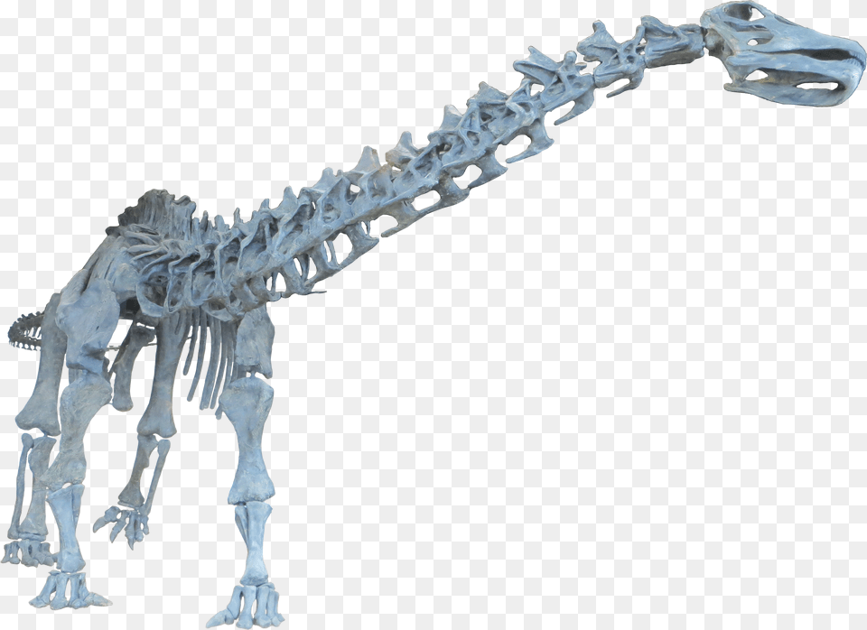 Dinosaur Brontosaurus Neck Bone, Person, Animal, Reptile Free Transparent Png