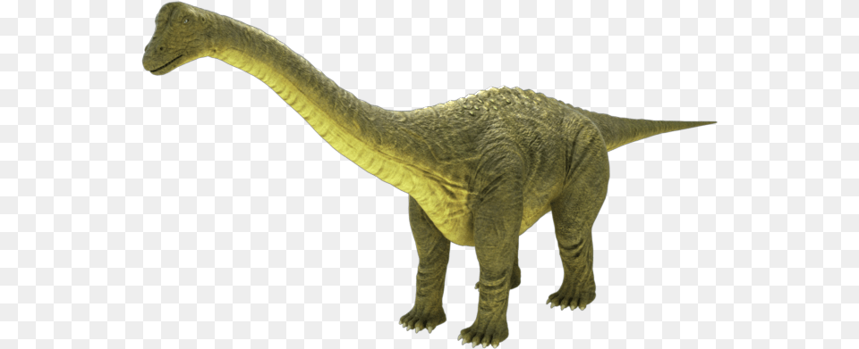 Dinosaur Brontosaurus Real, Animal, Reptile, T-rex Png Image