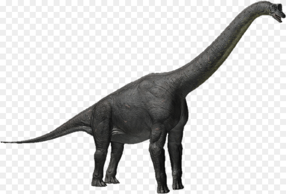 Dinosaur Clash Of The Dinosaurs Sauroposeidon, Animal, Reptile, T-rex Free Png