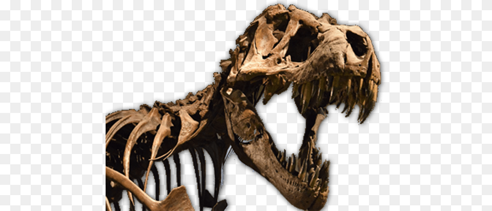 Dinosaur Clipart Fossil, Animal, Reptile, T-rex Png