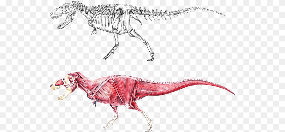 Dinosaur Dinosaur Dinosaur Skeleton Raptors High Dinosaur Anatomy, Animal, Reptile, T-rex Free Png Download