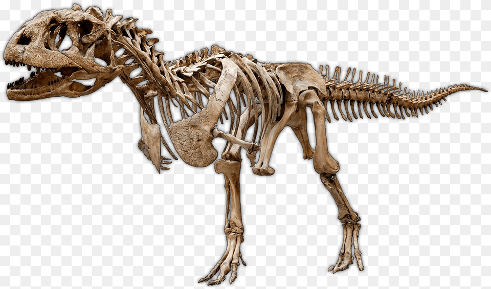 Dinosaur Excavation Kits Amp Experimental Paleontology Skeletons Of Dinosaurs, Animal, Reptile Png Image