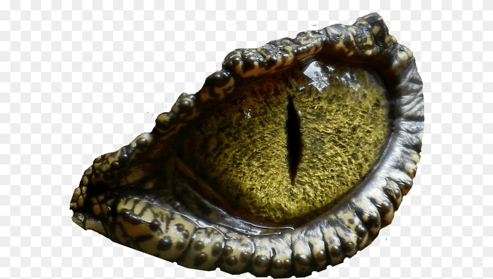 Dinosaur Eye No Background Image Dinosaur Eyes, Animal, Insect, Invertebrate, Reptile Png