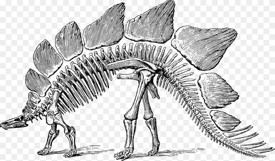 Dinosaur Fossil Black And White, Art, Drawing, Person Free Png