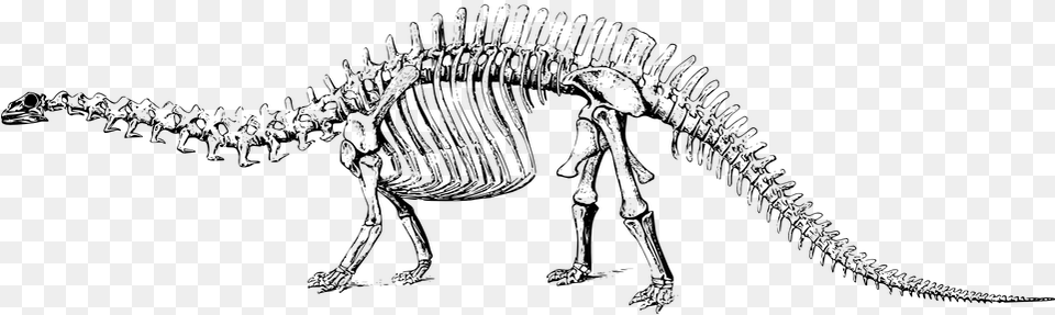 Dinosaur Fossil Paleontology Skeleton Dinosaur Fossil Clipart, Gray Free Png Download