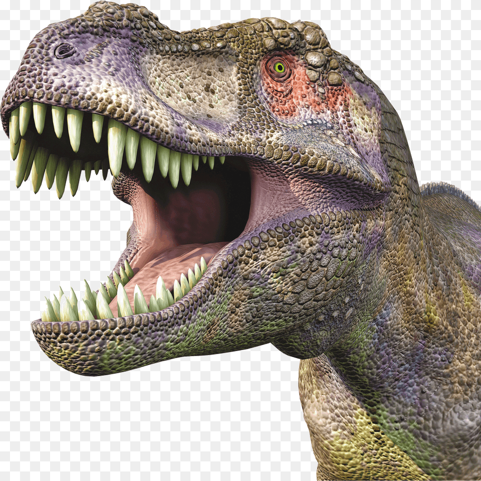 Dinosaur Head, Animal, Reptile, T-rex Free Transparent Png