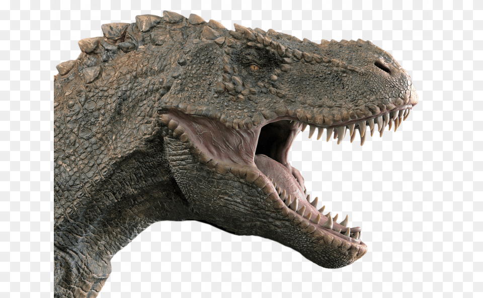 Dinosaur Head Transparent, Animal, Reptile, T-rex Free Png Download