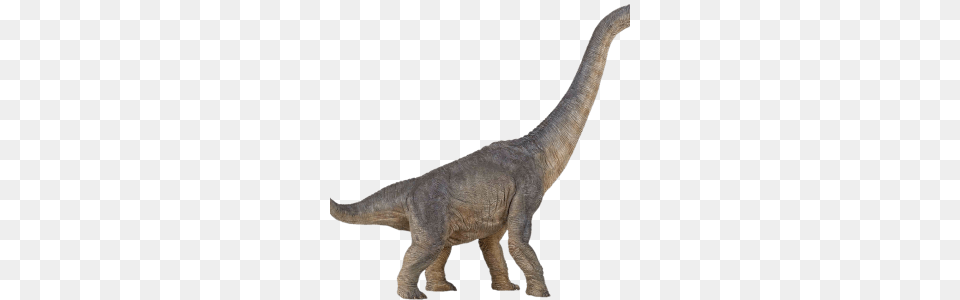 Dinosaur Icon Web Icons, Animal, Reptile, T-rex Png