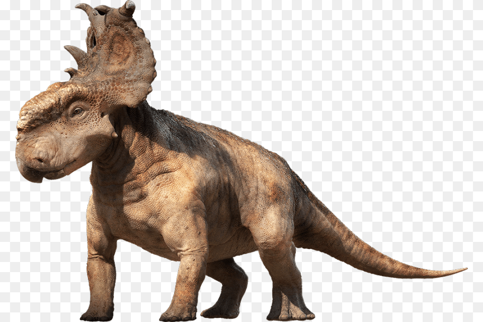 Dinosaur Image Pachyrhinosaurus Dinosaurs, Animal, Reptile, T-rex Free Transparent Png