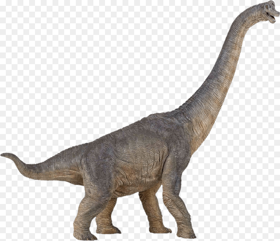 Dinosaur Papo The Dinosaur Figure Brachiosaurus, Animal, Reptile, T-rex Free Png Download