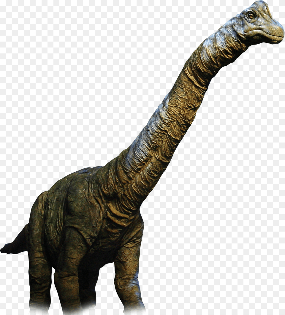 Dinosaur Real Clipart Transparent Background Dinosaur Hd, Animal, Reptile, T-rex Free Png Download