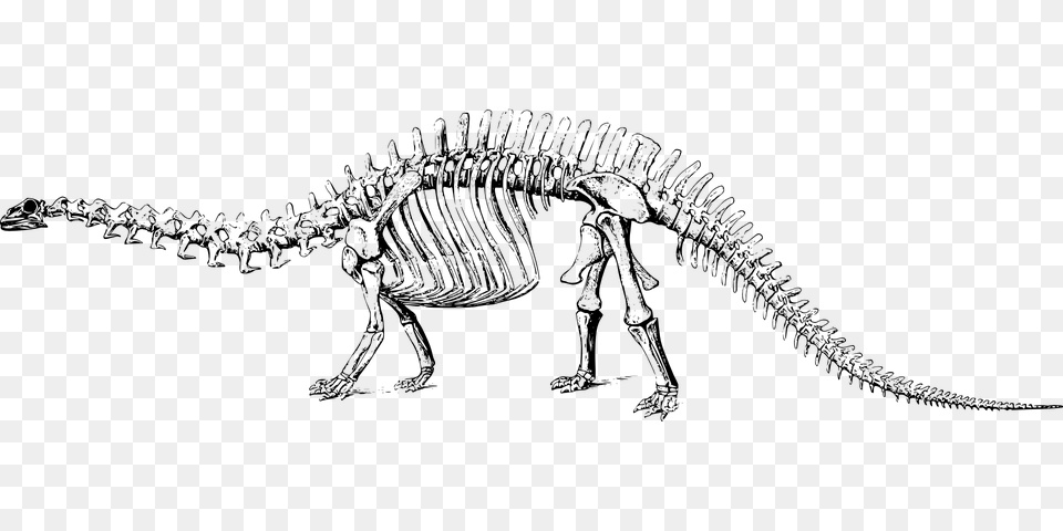 Dinosaur Skelet, Animal, Reptile Free Png