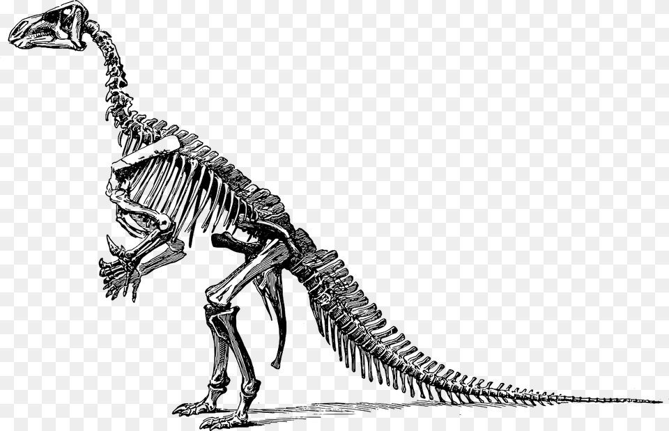 Dinosaur Skeleton Transparent Background, Animal, Reptile, T-rex Free Png