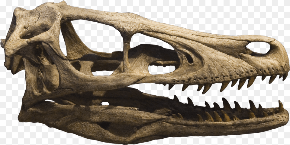 Dinosaur Skull U0026 Clipart Download Ywd Velociraptor Skull, Animal, Reptile Png