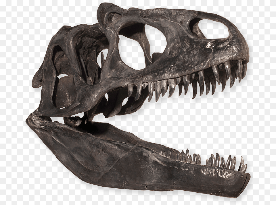 Dinosaur Teeth Skeleton, Animal, Reptile, T-rex Png Image
