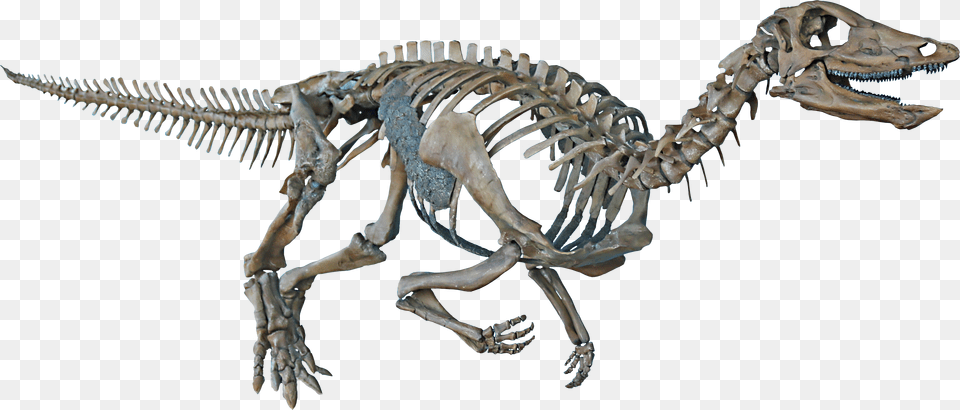 Dinosaur Transparent Background Skeleton, Animal, Reptile Free Png