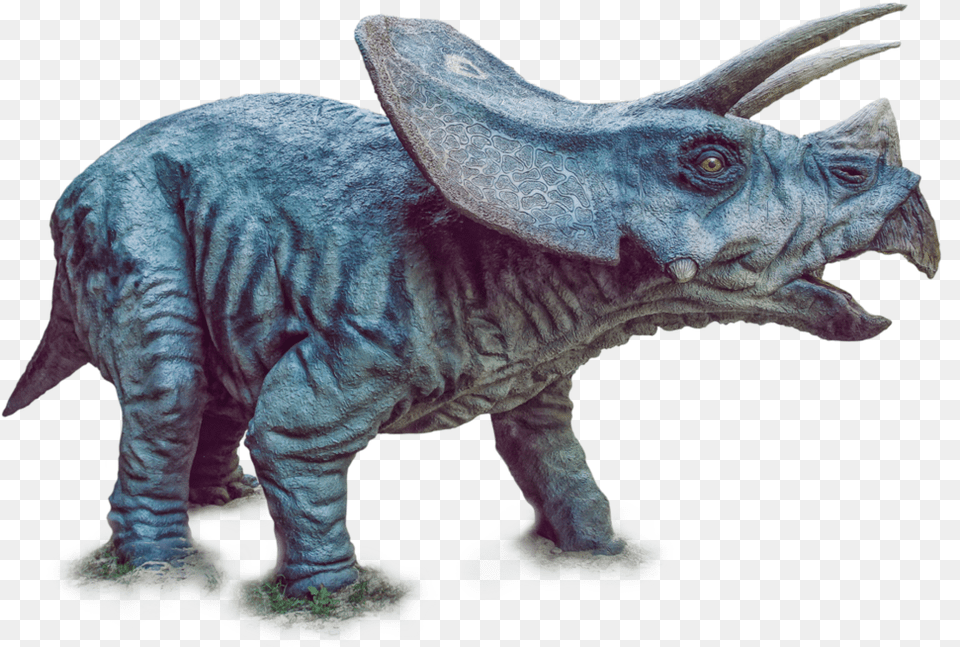 Dinosaur Triceratops, Animal, Reptile Free Png
