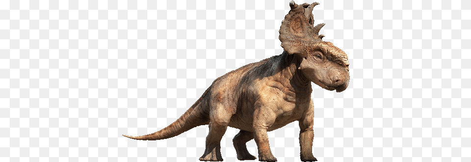 Dinosaur With Big Plate On Head, Animal, Reptile, Elephant, Mammal Png Image