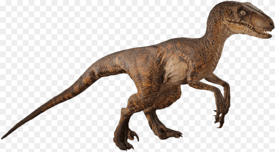 Dinosauranimal Figureterrestrial Jurassic Park Velociraptor, Animal, Dinosaur, Reptile, T-rex Png Image