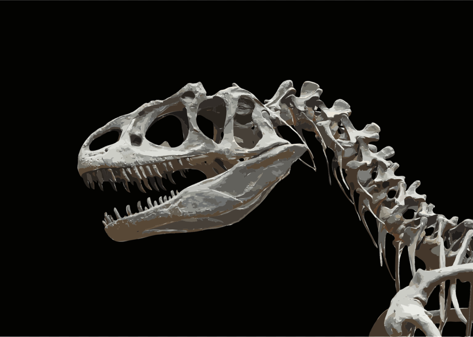 Dinosaurs Amp Prehistoric Animals Allosaurus Fossil Bone Dinosaur Skeleton Head, Animal, Reptile Free Transparent Png