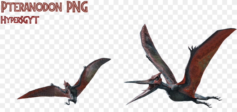 Dinosaurs Jurassicworld Freetoedit Transparent Pteranodon, Animal, Bird Free Png