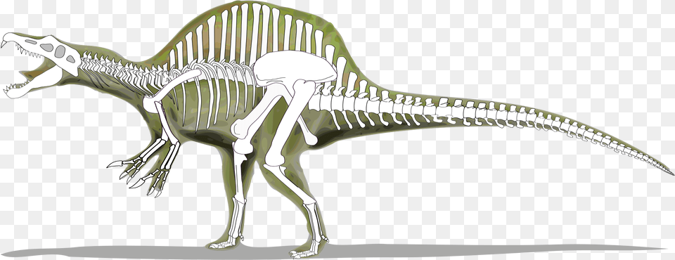Dinosaurs Svg Dinosaur Skeleton Skeleton Of A Spinosaurus, Animal, Reptile Free Transparent Png