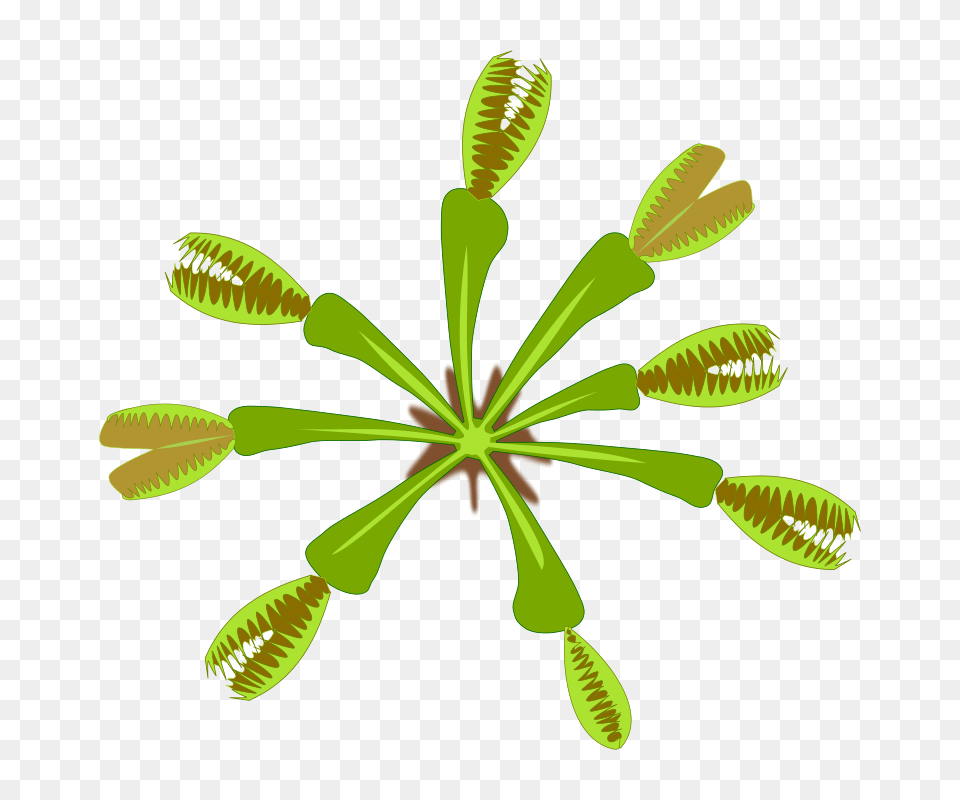 Dionaea, Plant, Anther, Flower, Leaf Free Png